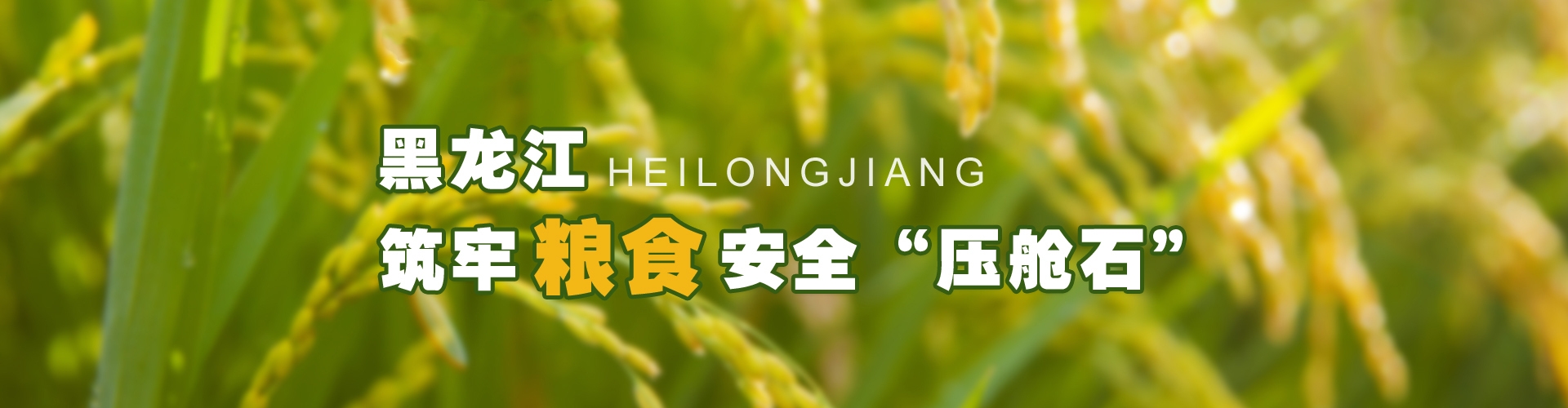 黑龙江筑牢粮食安全“压舱石”